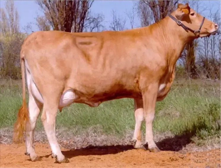 Un authentique Parmigiano Reggiano AOP, produit à partir de lait de vaches rouges et affiné pendant 40 mois, renferme toute une histoire de saveurs intenses.