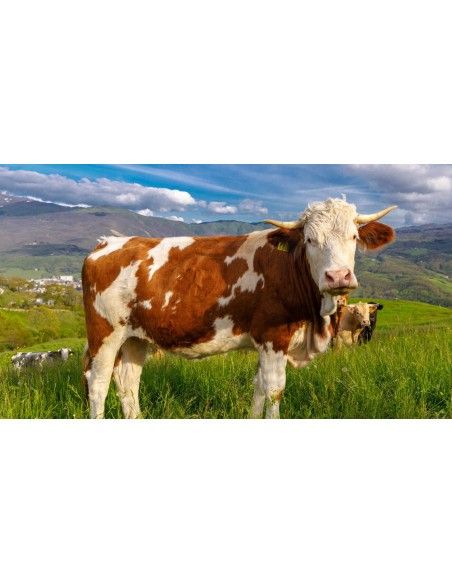 Parmigiano Reggiano BOB - Bergproduct - Caseificio Borgotaro - 24 Maanden (1,35 kg)