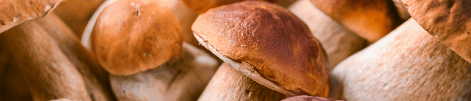 Champignons Porcini: achetez maintenant au meilleur prix sur ParmaShop