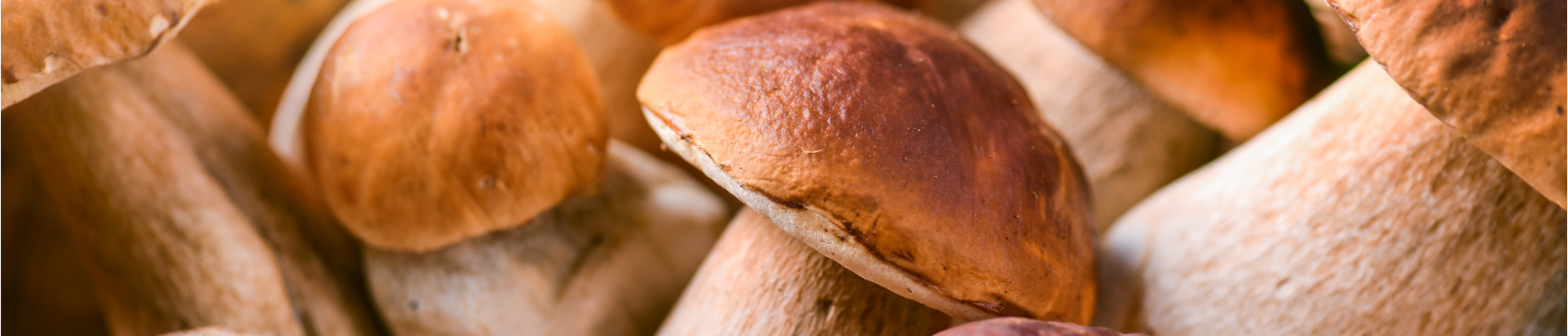 Porcini Mushrooms: buy now at the best price on ParmaShop