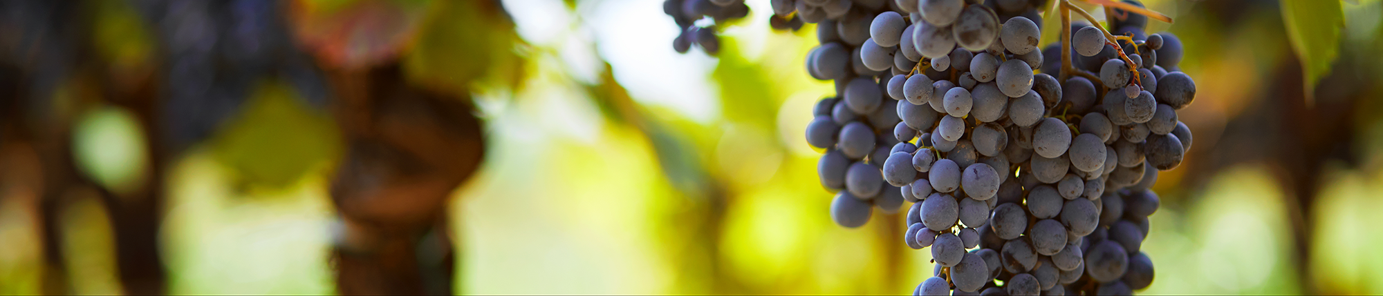 Emilia Romagna Vin: oppdag vårt beste utval og kjøp nå online