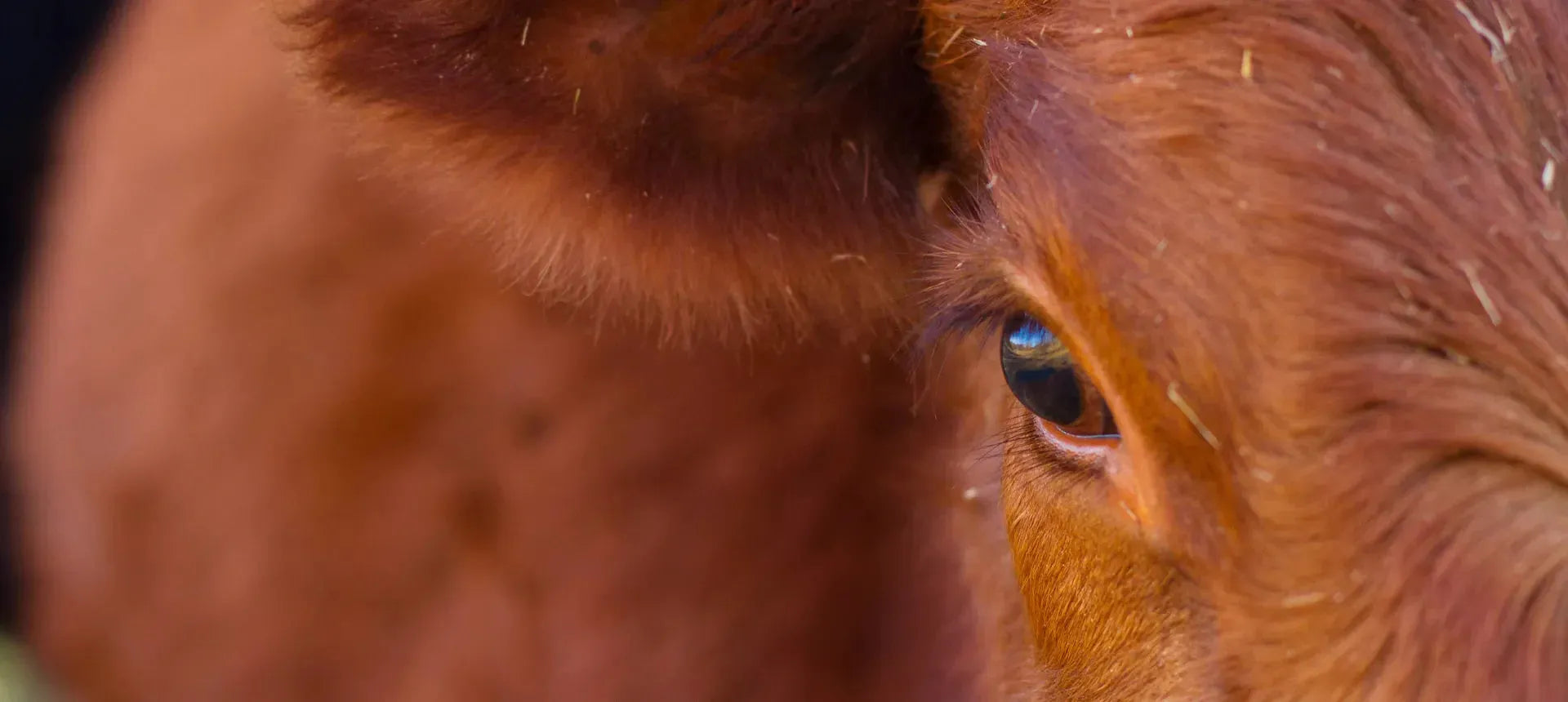 Parmigiano Reggiano DOP - Vacche Rosse