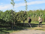 Due uomini esplorano i luminosi vigneti di Modena, patria del ricco Aceto Balsamico Tradizionale Affinato DOP.