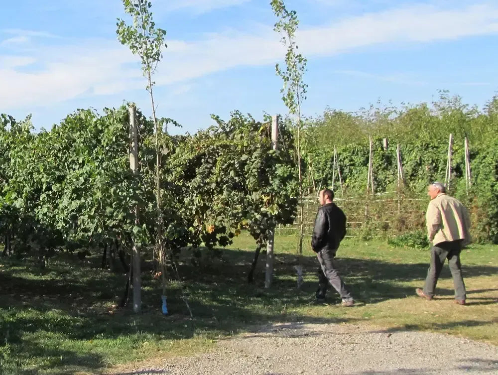 Due uomini esplorano i luminosi vigneti di Modena, patria del ricco Aceto Balsamico Tradizionale Affinato DOP.