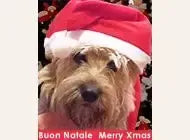 Un adorabile cagnolino indossa un cappello natalizio, circondato da un'atmosfera festiva. Il messaggio 'Buon Natale, Merry Xmas' trasmette auguri di calore e gioia.