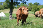 Una mucca rossa si erge nel bel mezzo di un lussureggiante pascolo emiliano, simbolo vivo del Parmigiano Reggiano DOP, maturato per 24 mesi, dal sapore puro e autentico.