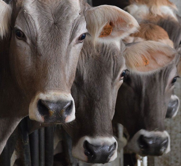 In het hart van het bedrijf Solodibruna® voedt een groep bruine koeien met hun aanwezigheid een stal, de basis voor de productie van authentieke en hoogwaardige Parmigiano Reggiano DOP, 24 maanden gerijpt.