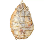Intero fiocchetto di Prosciutto emiliano, stagionato per 6 mesi e avvolto in una corda, artigianale con un aroma intenso e profumato.