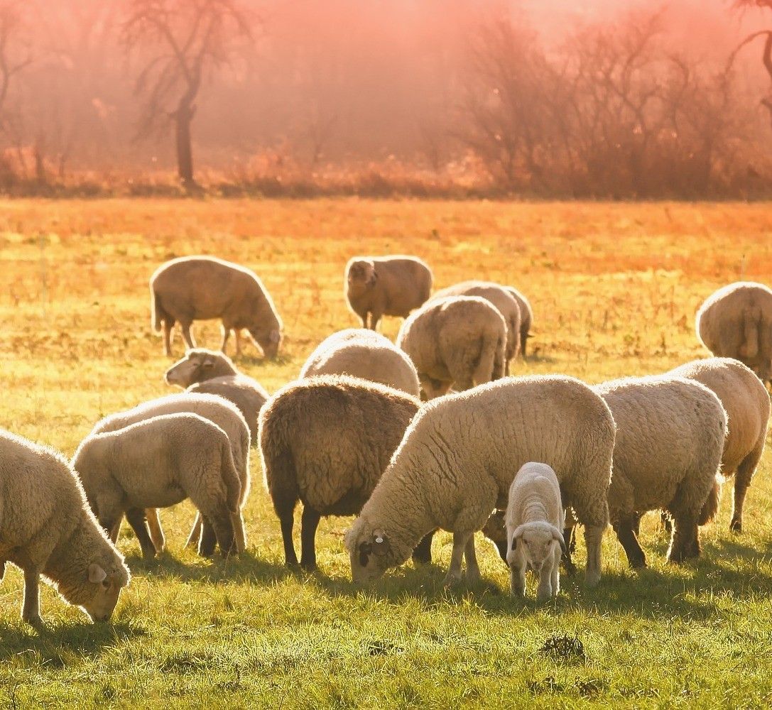 Un gregge di pecore pascola tranquillamente al tramonto, preludio alla creazione di pecorino biologico stagionato in grotta, un prodotto che unisce natura incontaminata e antica tradizione artigianale.
