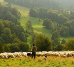 Un contadino si aggira tra le pecore sui pascoli verdi e rigogliosi delle colline toscane, il luogo d'ispirazione per il Pecorino Toscano DOP.