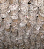 Un pregiato Culatello di Zibello DOP stagionato si trova, avvolto naturalmente, nelle antiche cantine italiane.