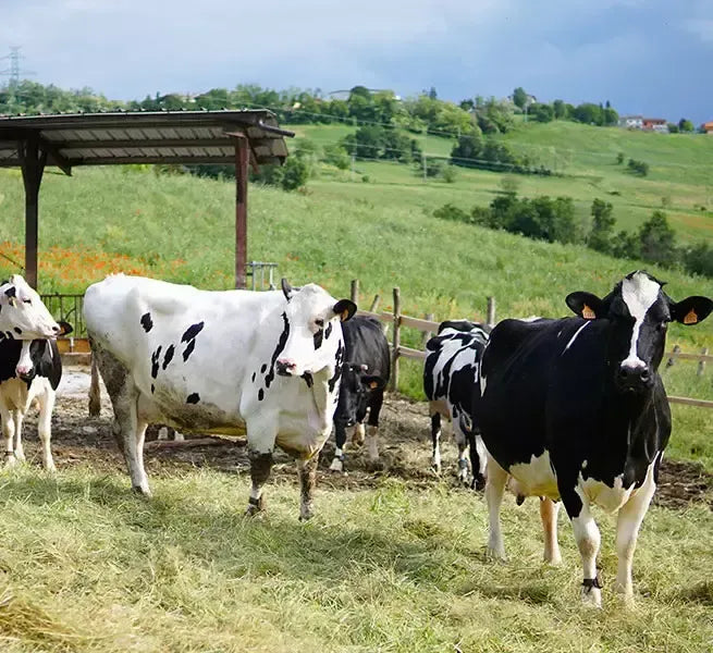 Veduta di mucche che pascolano su rigogliose colline verdi, sotto un cielo azzurro, patria del Parmigiano Reggiano DOP.
