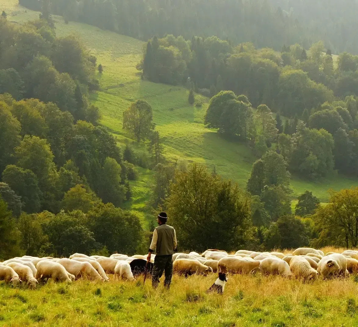 Un Pecorino Romano DOP, espressione della tradizione e qualità italiane, ricco di sapori intensi, evocativi di verdi pascoli e pecore al pascolo sotto un cielo sereno.