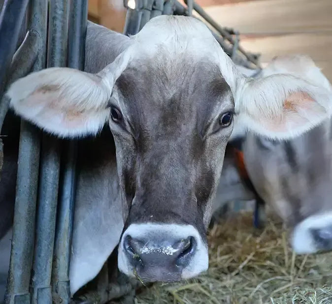 Een bruine koe rust uit in de bergstal, bron van heerlijke ingrediënten voor de biologische Caciotta di Urzano, voor een authentieke alpen smaak.