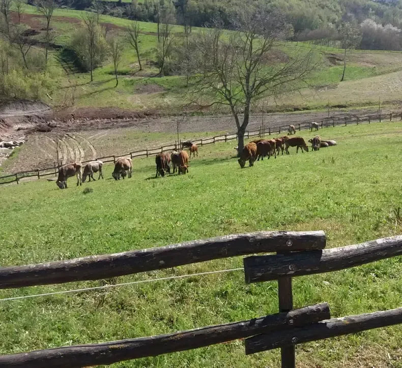 Koeien die rustig grazen op weelderige groene heuvels, de natuurlijke bron van de smakelijke Caciotta di Urzano, een biologisch bergproduct.