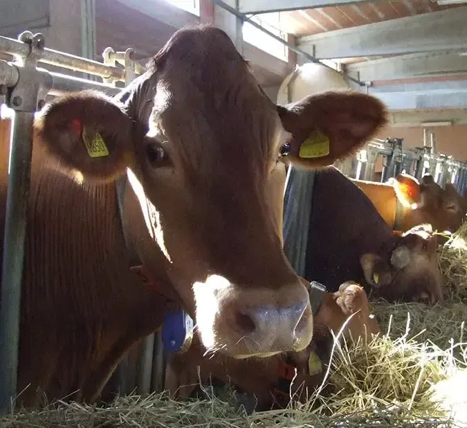 Een rustige bruine koe graast tussen het hooi onder een warme zon, bron van de Caciotta di Urzano, een biologische bergkaas.