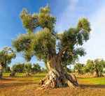 Un vecchio e imponente ulivo si erge sotto il cielo azzurro, rappresentando la tradizione e la purezza dell'Olio Extravergine Signore degli Ulivi.