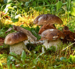 Vediamo dei pregiati funghi porcini secchi, posti su uno sfondo che ricorda un bosco verde. Ideali per dare un tocco gourmet ai piatti, grazie al loro aroma intenso.
