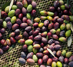 Verdi olivette fresche sparse su una rete, avvolte dai toni vivaci di verde e viola, in attesa di trasformarsi in prelibato olio.