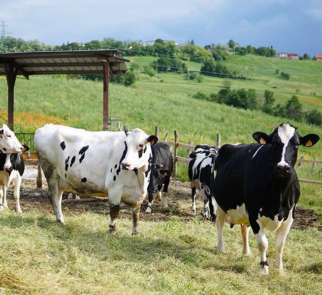Su verdi montagne emiliane, mucche pascolano serenamente. La loro attenta cura produce l'autentico Parmigiano Reggiano 24 mesi.