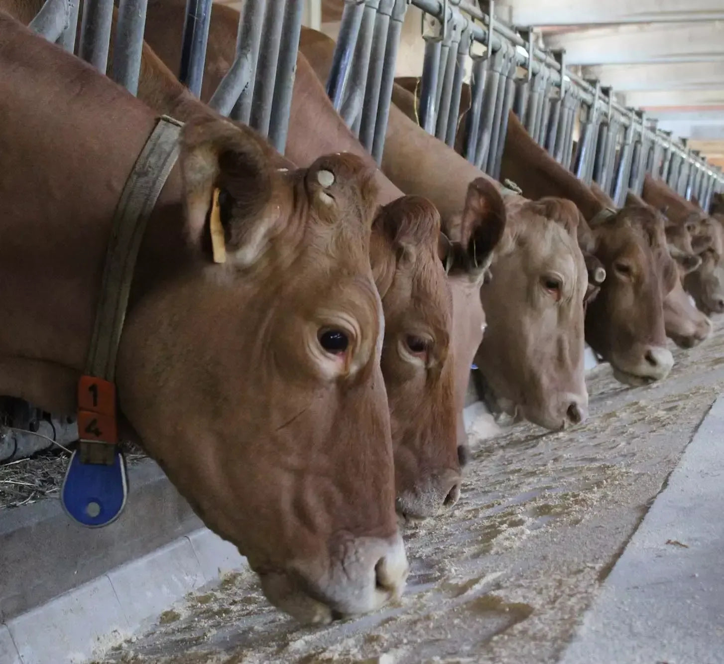Gruppo di Vacche Rosse in pascolo tranquillo producono autentico e biologico Parmigiano Reggiano DOP di montagna, stagionato per 24 mesi.