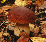 Speciali funghi porcini secchi, tesoro autunnale dei boschi, perfetti per dare un tocco gourmet ai tuoi piatti.