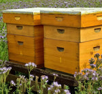 Nell'idilliaco scenario di un campo in fiore, due arnie in legno custodiscono il delizioso miele Millefiori, un assaggio di Paradiso.