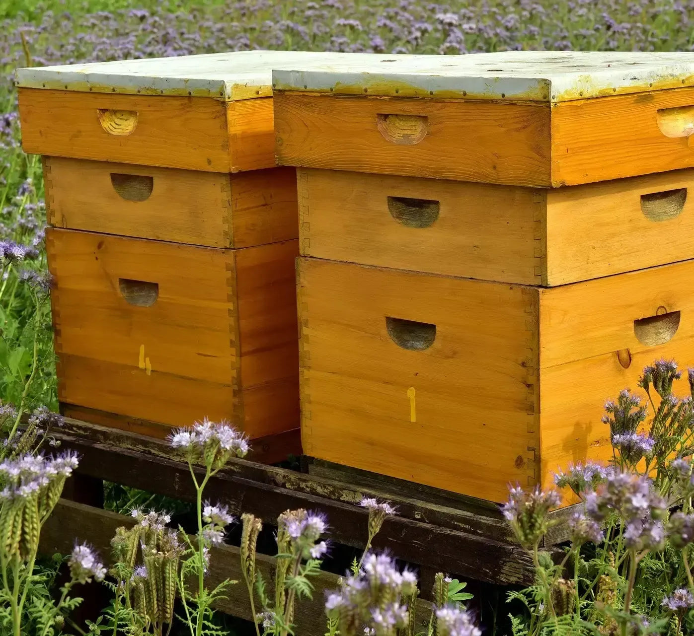 Nell'idilliaco scenario di un campo in fiore, due arnie in legno custodiscono il delizioso miele Millefiori, un assaggio di Paradiso.