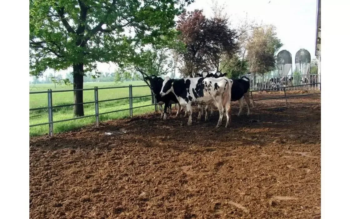 Un gruppo di mucche sta pascolando serenamente in un giardino verde rigoglioso di alberi, elemento fondamentale per la produzione del Parmigiano Reggiano Bonat.