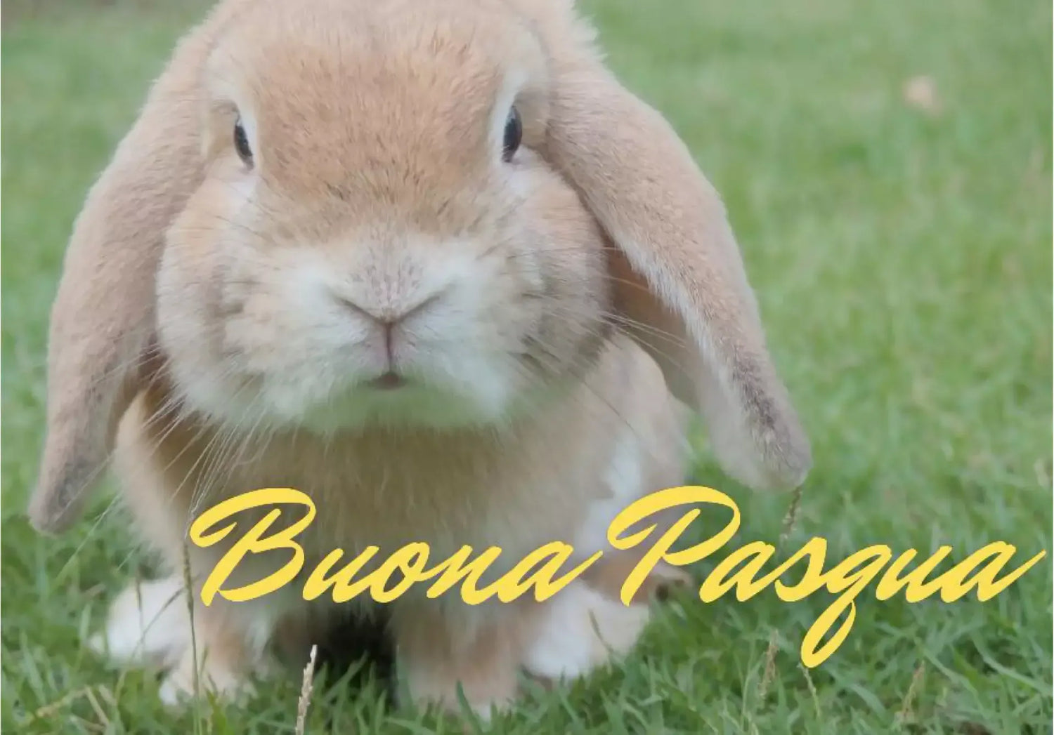 Un adorabile coniglietto marrone dalle orecchie lunghe è posato su un prato verde, accompagnato dal testo 'Buona Pasqua' in giallo. Un dolce e naturale augurio pasquale.