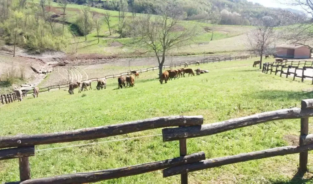 Un paesaggio montano ospita vacche rosse al pascolo, sottolineando l'origine del nostro Parmigiano Reggiano DOP biologico, stagionato 24 mesi.