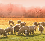 Un gregge di pecore pascola serenamente in un prato dorato al tramonto, evocando l'immagine del gustoso Pecorino Toscano DOP, un formaggio di pecora stagionato.