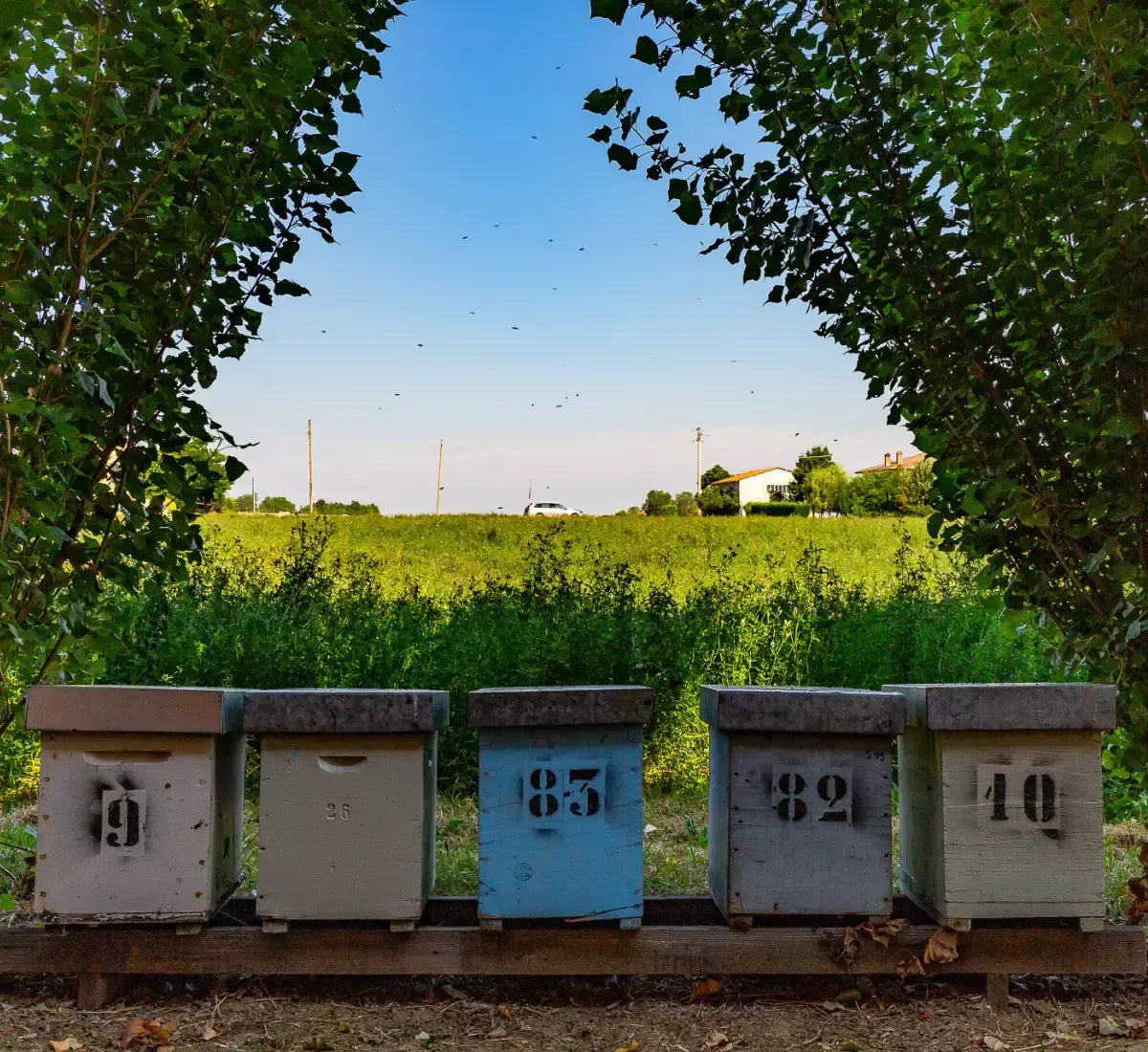Alveari posizionati tra il lussureggiante verde delle Prealpi Lombarde, pronti per la produzione del miele di acacia in un giorno tranquillo.