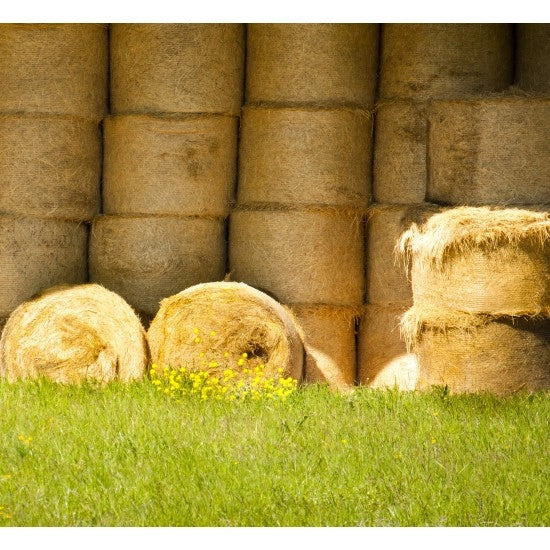 Rotoli di paglia dorati decorano un prato verde, simbolizzando l'autenticità e tradizione del Parmigiano Reggiano biologico.